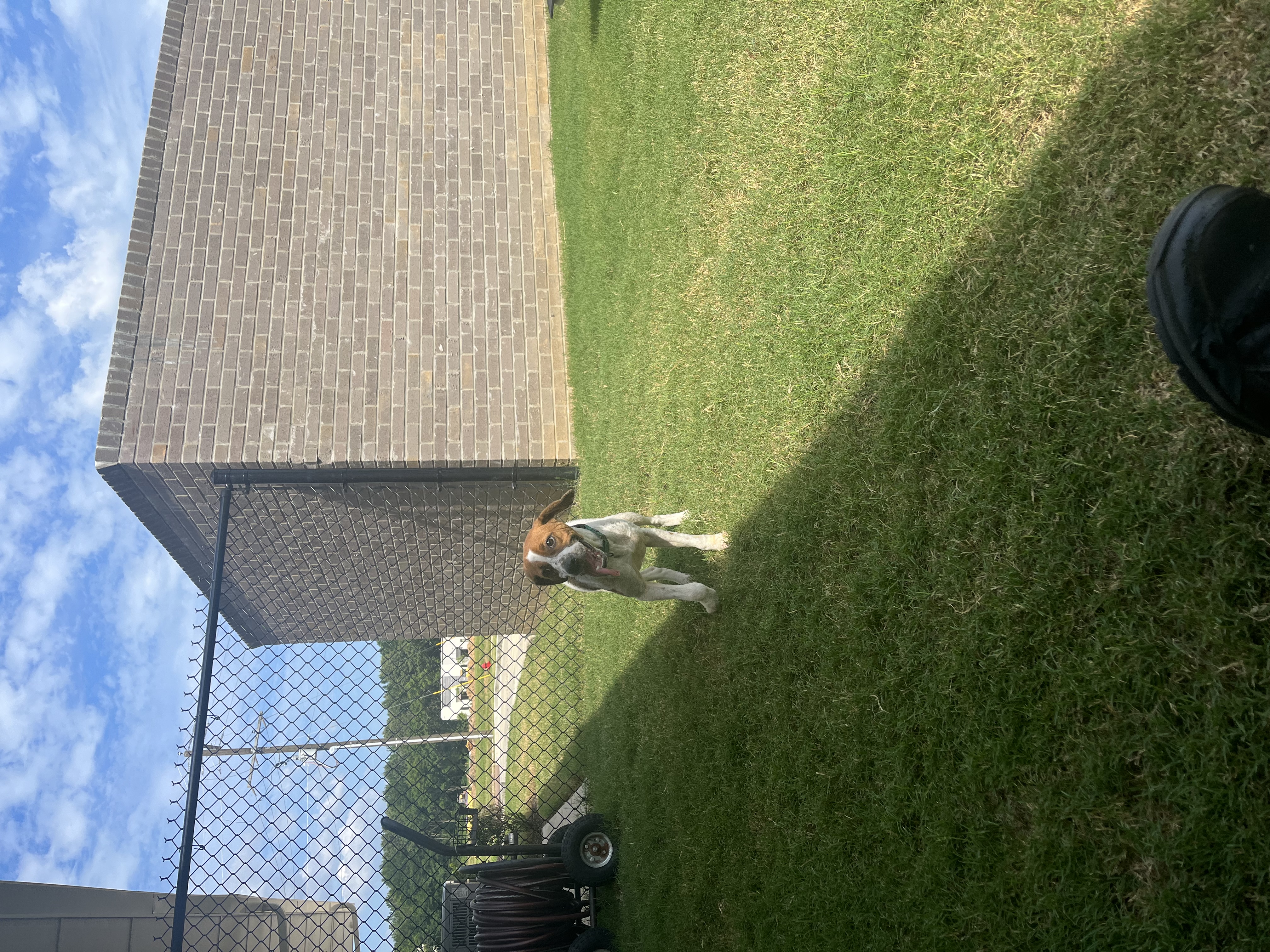 Enlarge Paisley, a Adoptable Mixed Breed in Hernando, MS image 4/4