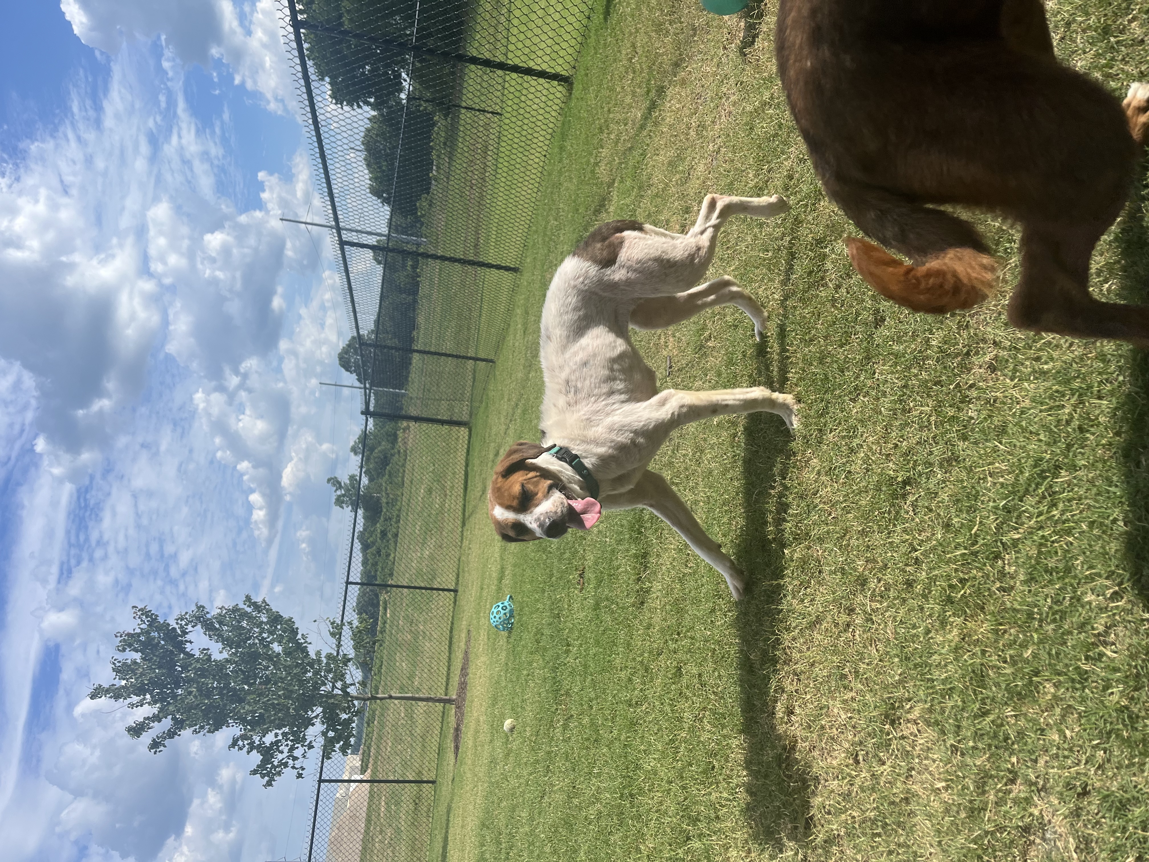 Enlarge Paisley, a Adoptable Mixed Breed in Hernando, MS image 3/4