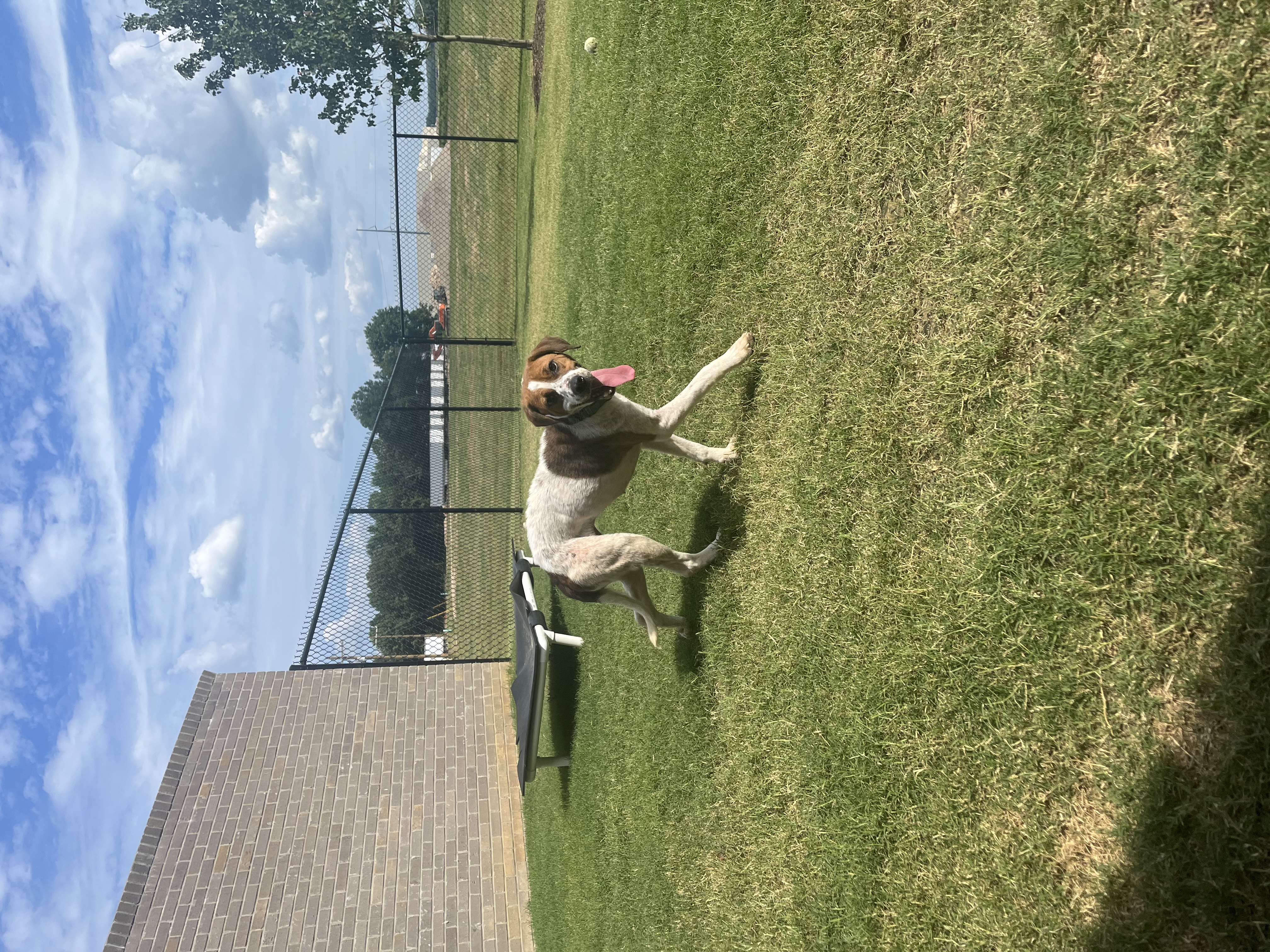 Paisley, Adoptable, Young Female Mixed Breed.