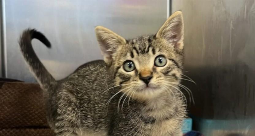 Rick Astley, Baby Male Tabby