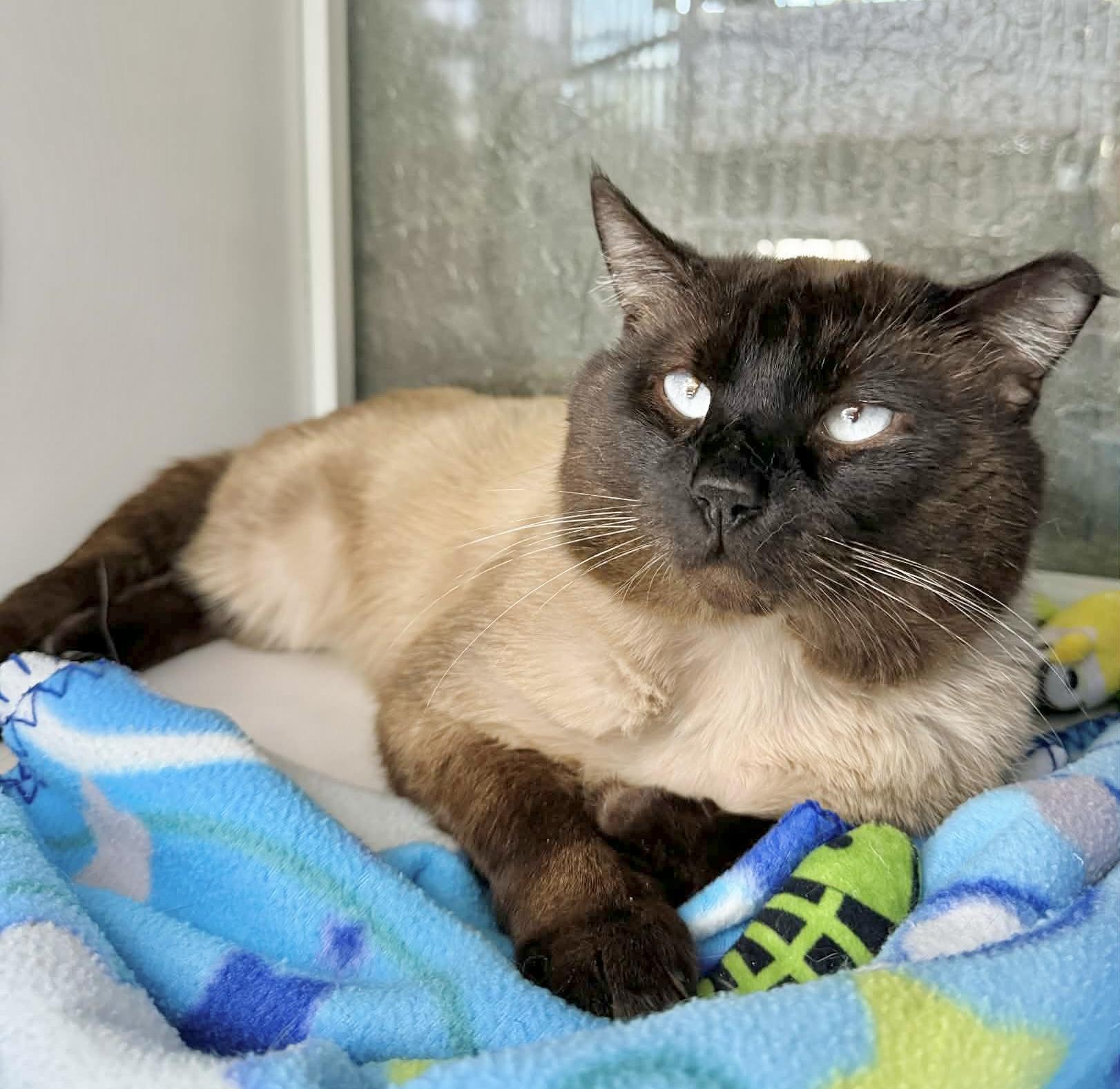 Jericho, ADOPTABLE, Adult Male Siamese.