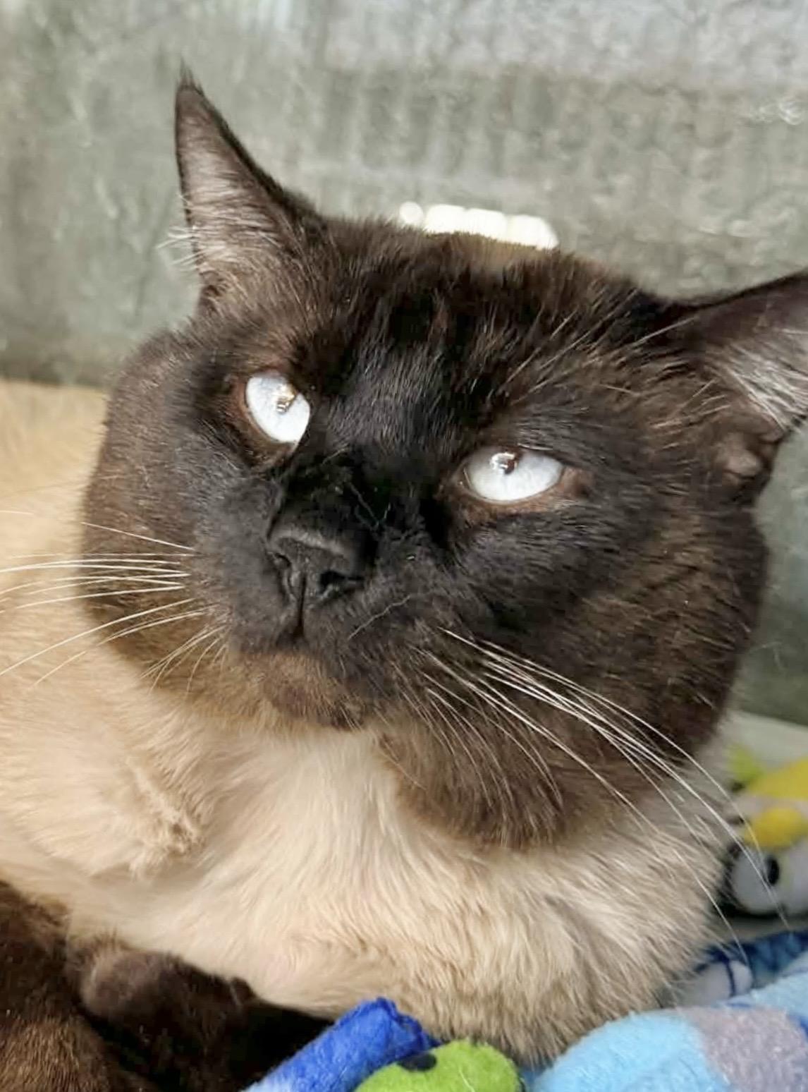 Jericho, a ADOPTABLE Siamese in Tavares, FL image 2/2