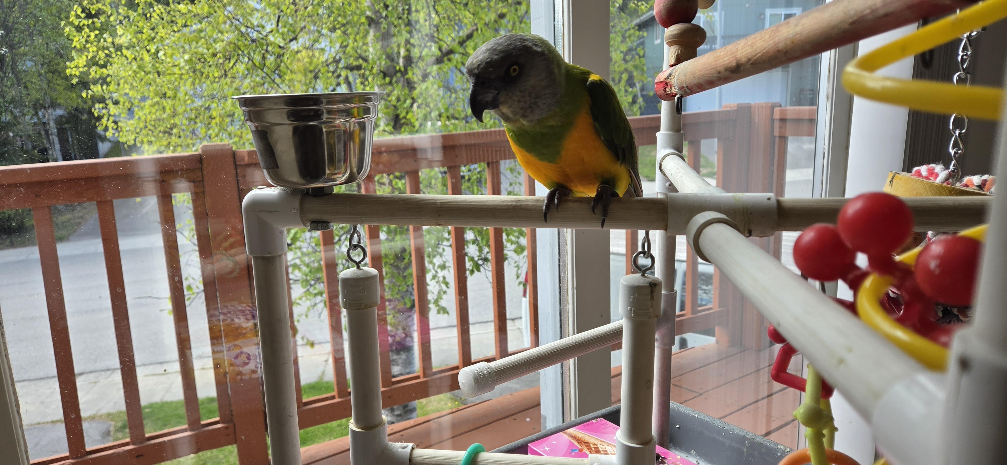 Petey (Anchorage), adopted, Adult Male Poicephalus / Senegal.