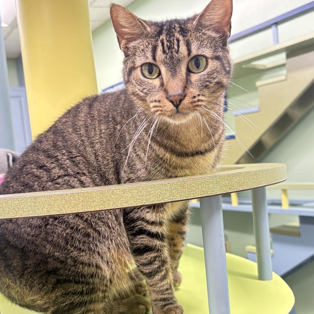 Hank, a Adoptable Domestic Short Hair in Lauderhill, FL image 1/6