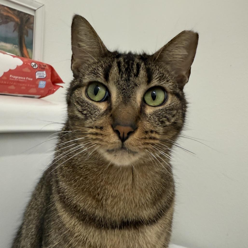 Hank, a Adoptable Domestic Short Hair in Lauderhill, FL image 2/6