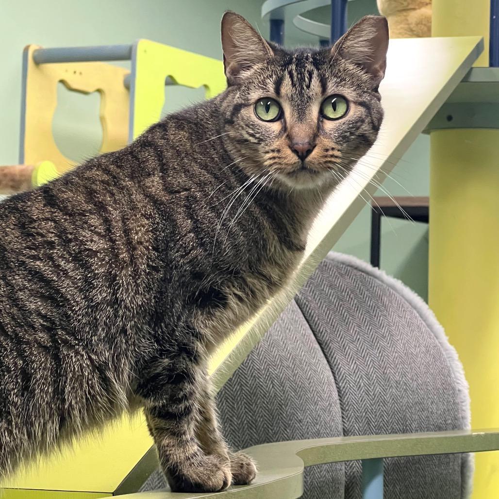 Enlarge Hank, a Adoptable Domestic Short Hair in Lauderhill, FL image 3/6
