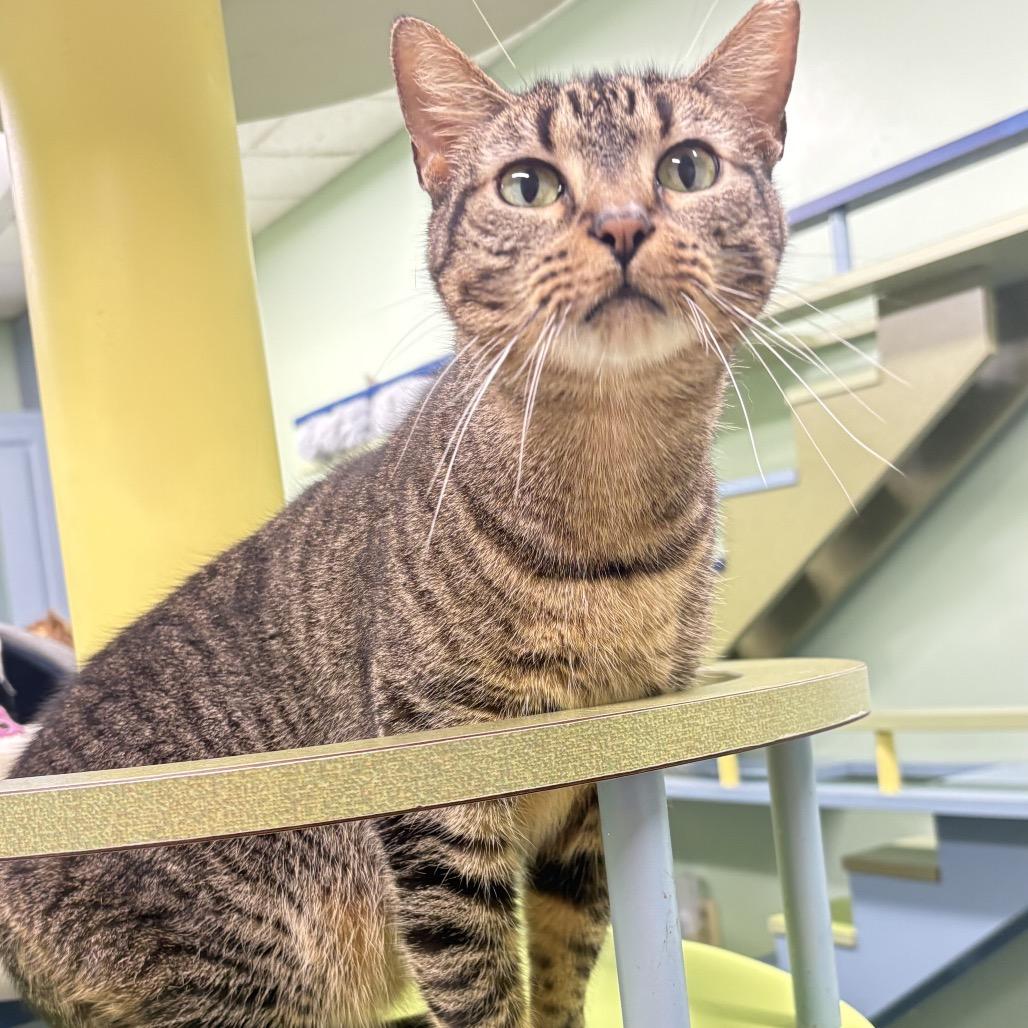 Hank, a Adoptable Domestic Short Hair in Lauderhill, FL image 3/6