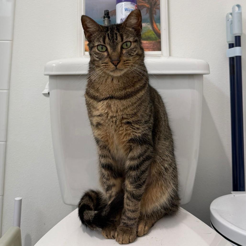 Hank, a Adoptable Domestic Short Hair in Lauderhill, FL image 4/6