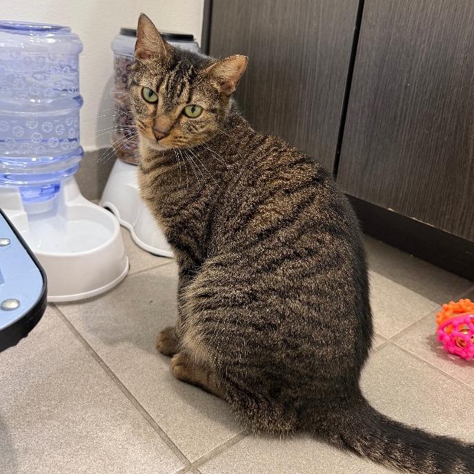Hank, a Adoptable Domestic Short Hair in Lauderhill, FL image 5/6