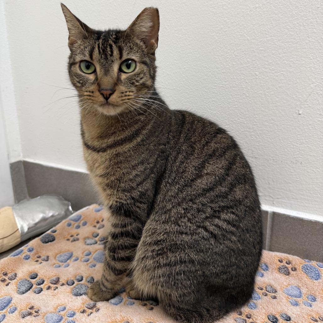 Hank, a Adoptable Domestic Short Hair in Lauderhill, FL image 6/6