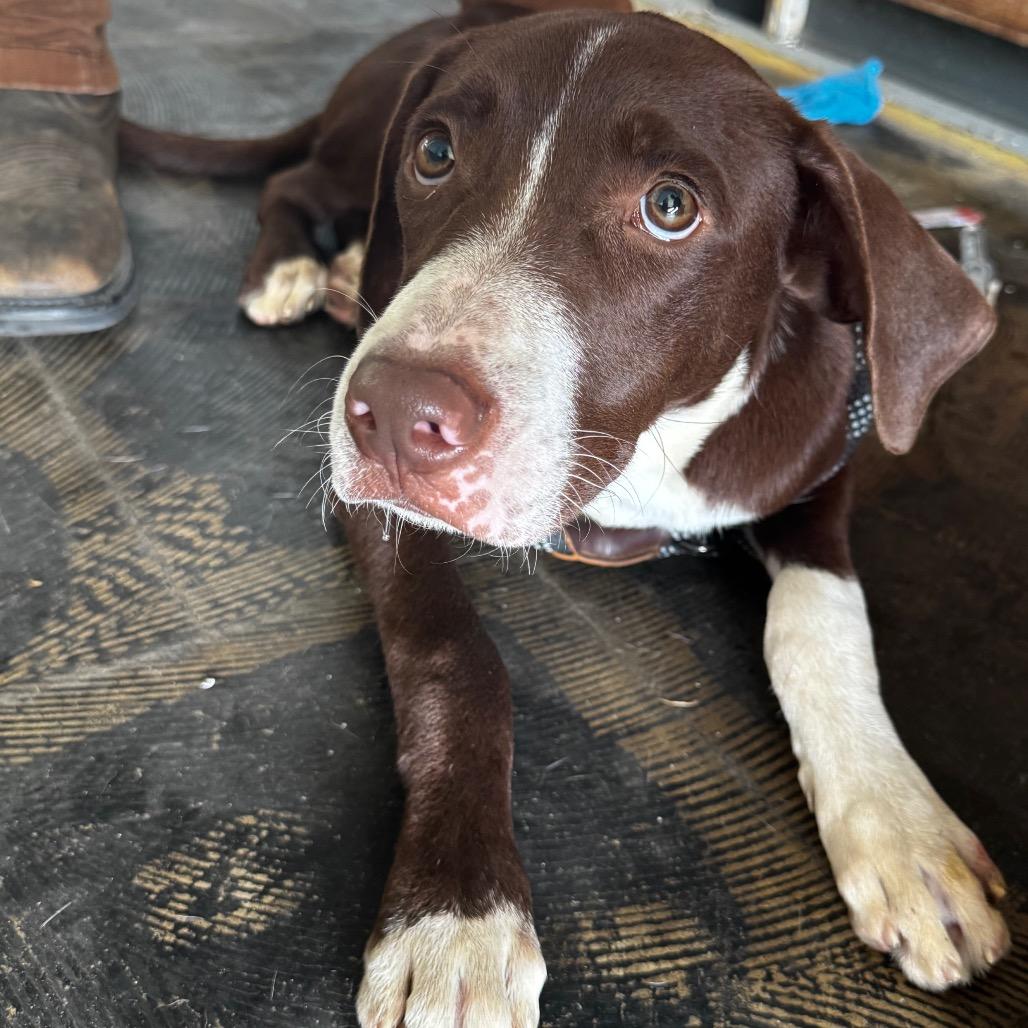 Bentley, Adoptable, Young Male Flat-Coated Retriever & Mixed Breed.