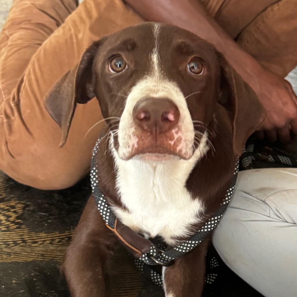 Enlarge Bentley, a Adoptable mixed breed in Clarksdale, MS image 2/4