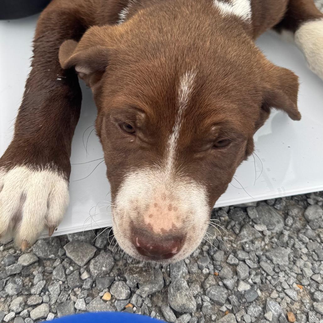 Enlarge Bentley, a Adoptable mixed breed in Clarksdale, MS image 3/4