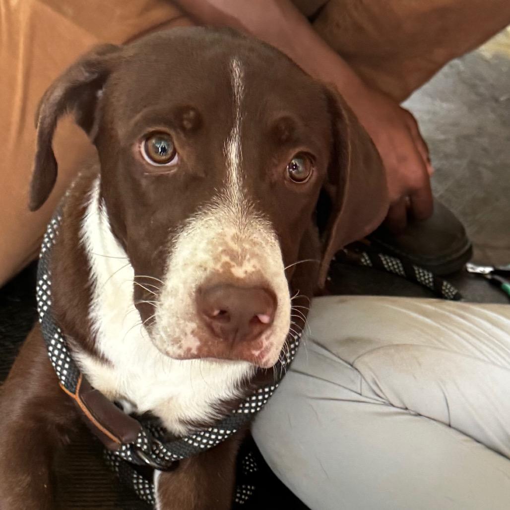 Enlarge Bentley, a Adoptable mixed breed in Clarksdale, MS image 4/4