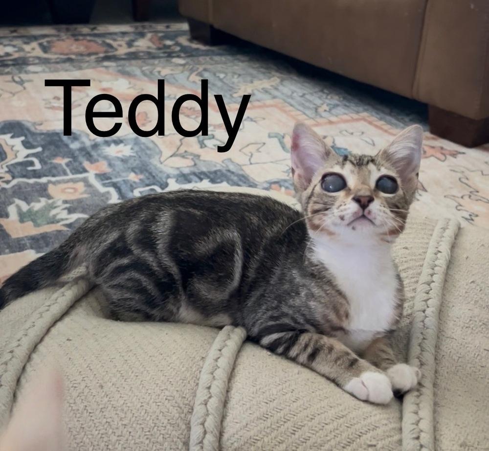 Teddy, Adoptable, Kitten Male Tabby.
