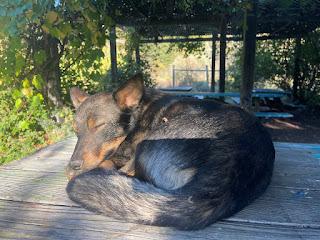 Jasper, a Adoptable mixed breed in Morgan Hill, CA image 1/6