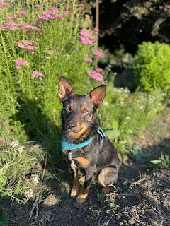 Jasper, a Adoptable mixed breed in Morgan Hill, CA image 2/6