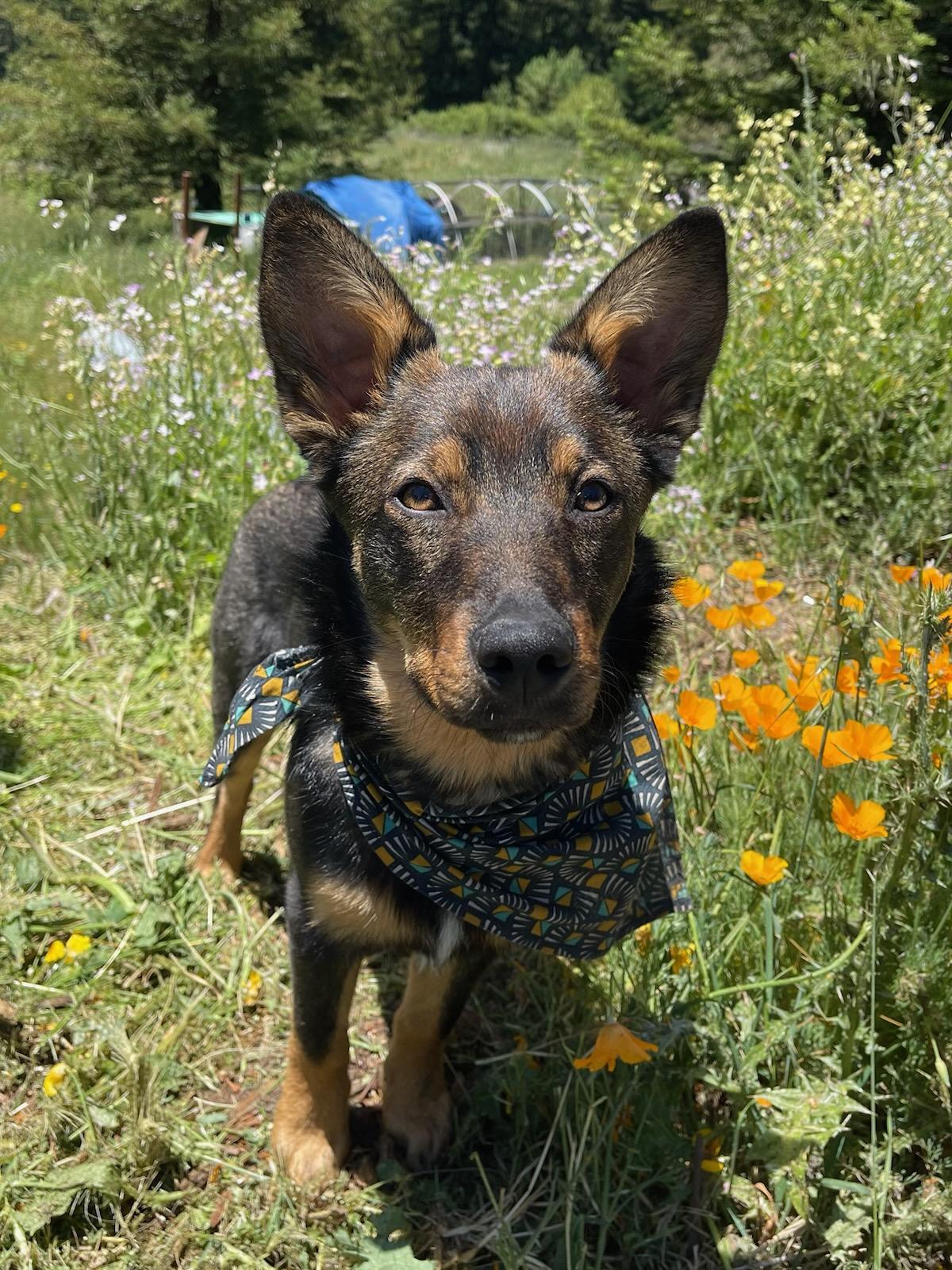 Jasper, Adoptable, Adult Male Cattle Dog & German Shepherd Dog.