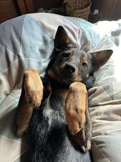 Jasper, a Adoptable mixed breed in Morgan Hill, CA image 4/6