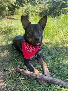 Jasper, Adoptable, Adult Male Cattle Dog & German Shepherd Dog.