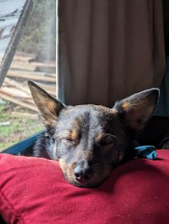 Jasper, a Adoptable mixed breed in Morgan Hill, CA image 6/6