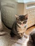 Eagle, Baby Male Tabby