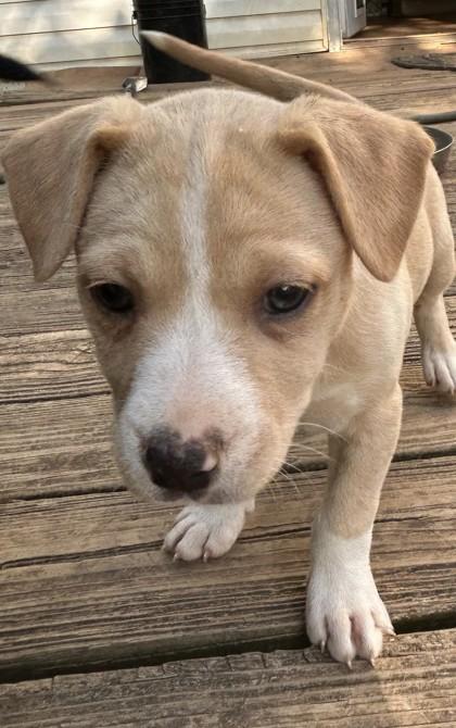 Lucy, Adoptable, Puppy Female Mixed Breed & Mixed Breed.