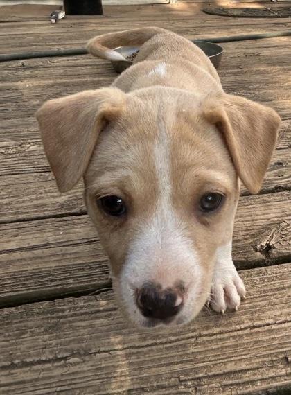 Lucy, a Adoptable mixed breed in Cumming, GA image 2/3