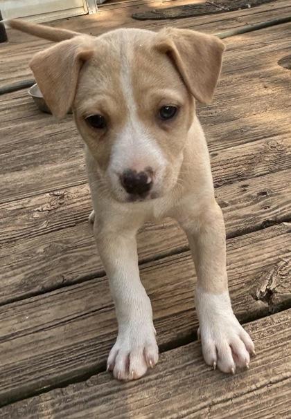Lucy, a Adoptable mixed breed in Cumming, GA image 3/3
