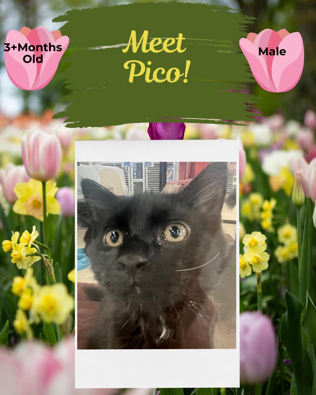 Pico, Young Male Domestic Short Hair
