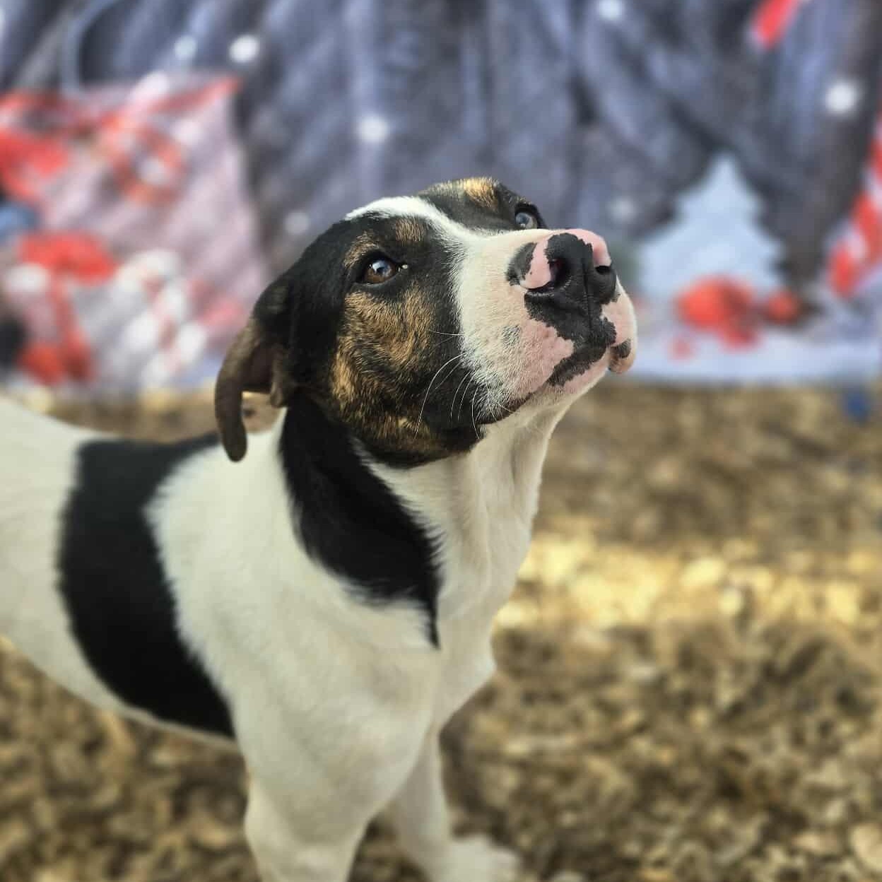 Grumpy, adopted, Young Male Mixed Breed.