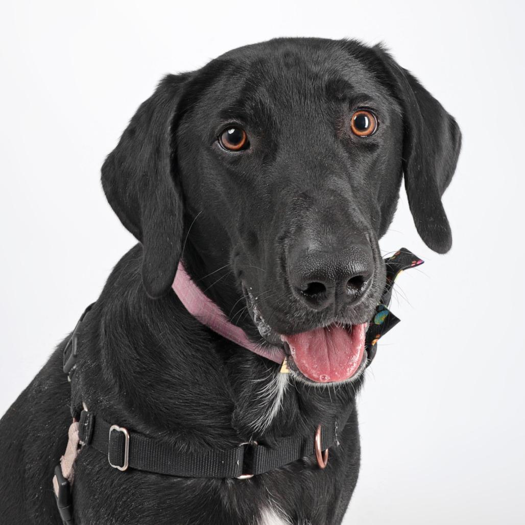 Enlarge Anakin, a Adoptable mixed breed in Murray, UT image 1/3