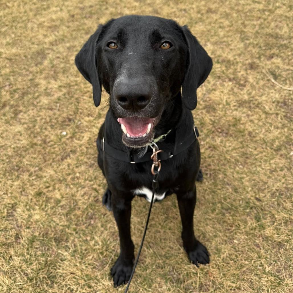 Enlarge Anakin, a Adoptable mixed breed in Murray, UT image 3/3
