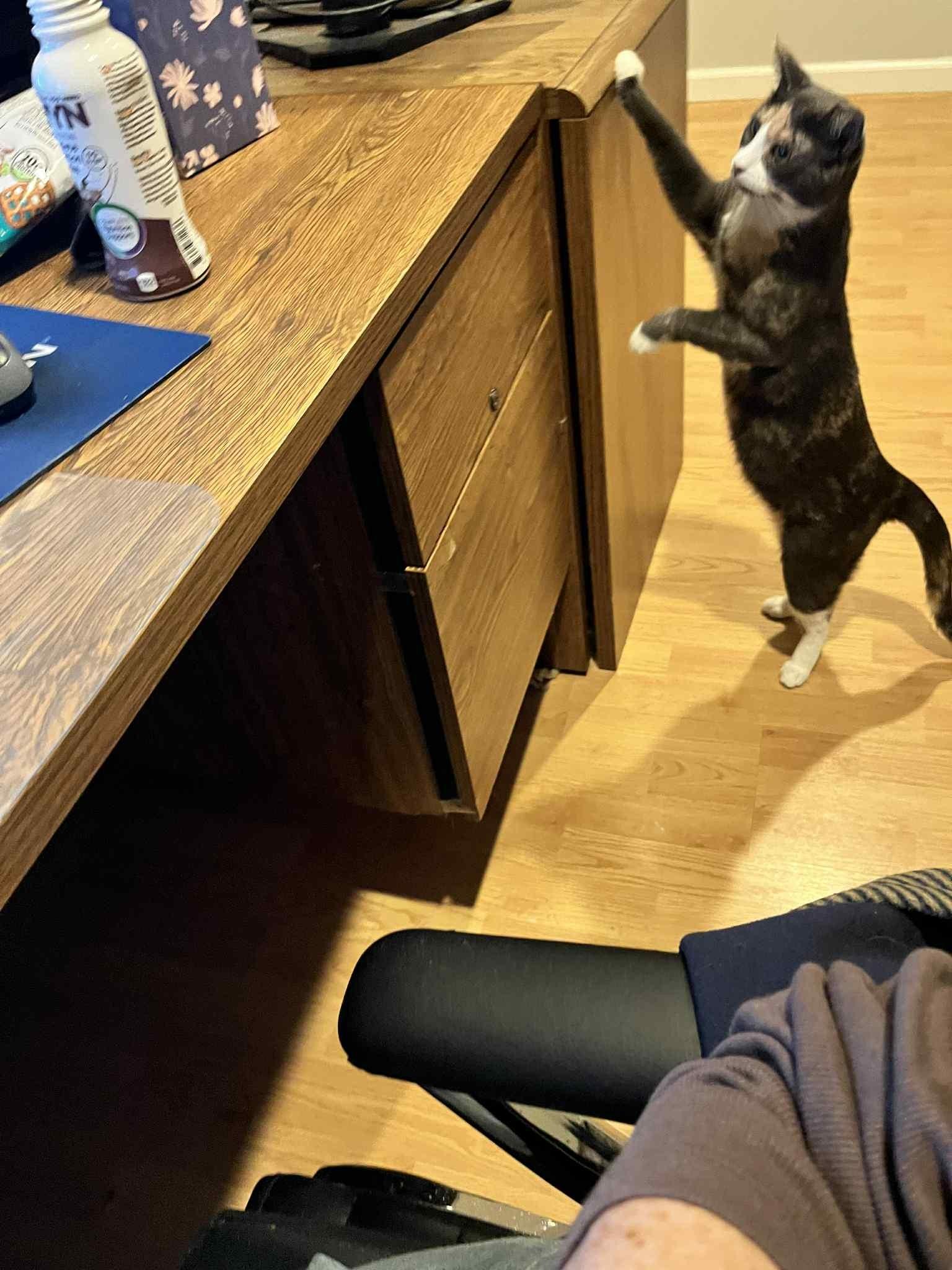 Enlarge Toonie- wonderful, little girl in foster but cannot stay there forever!!  Needs a HOME!, a Adoptable Domestic Short Hair in Lake Hopatcong, NJ image 3/5