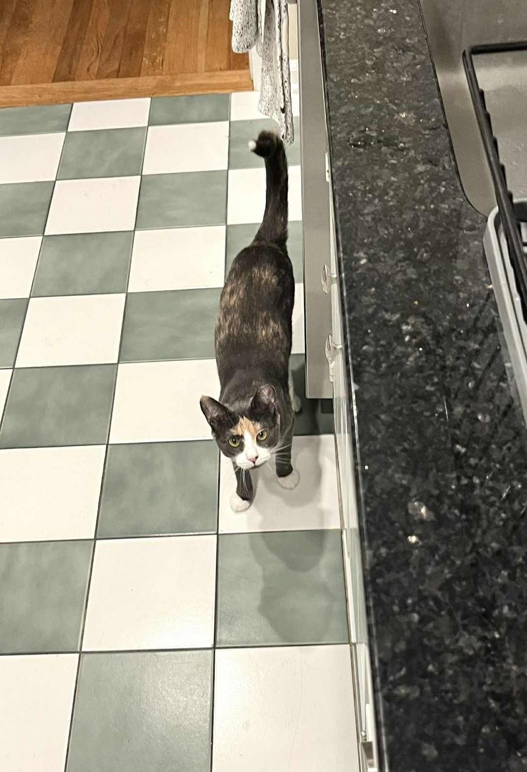 Enlarge Toonie- wonderful, little girl in foster but cannot stay there forever!!  Needs a HOME!, a Adoptable Domestic Short Hair in Lake Hopatcong, NJ image 4/5