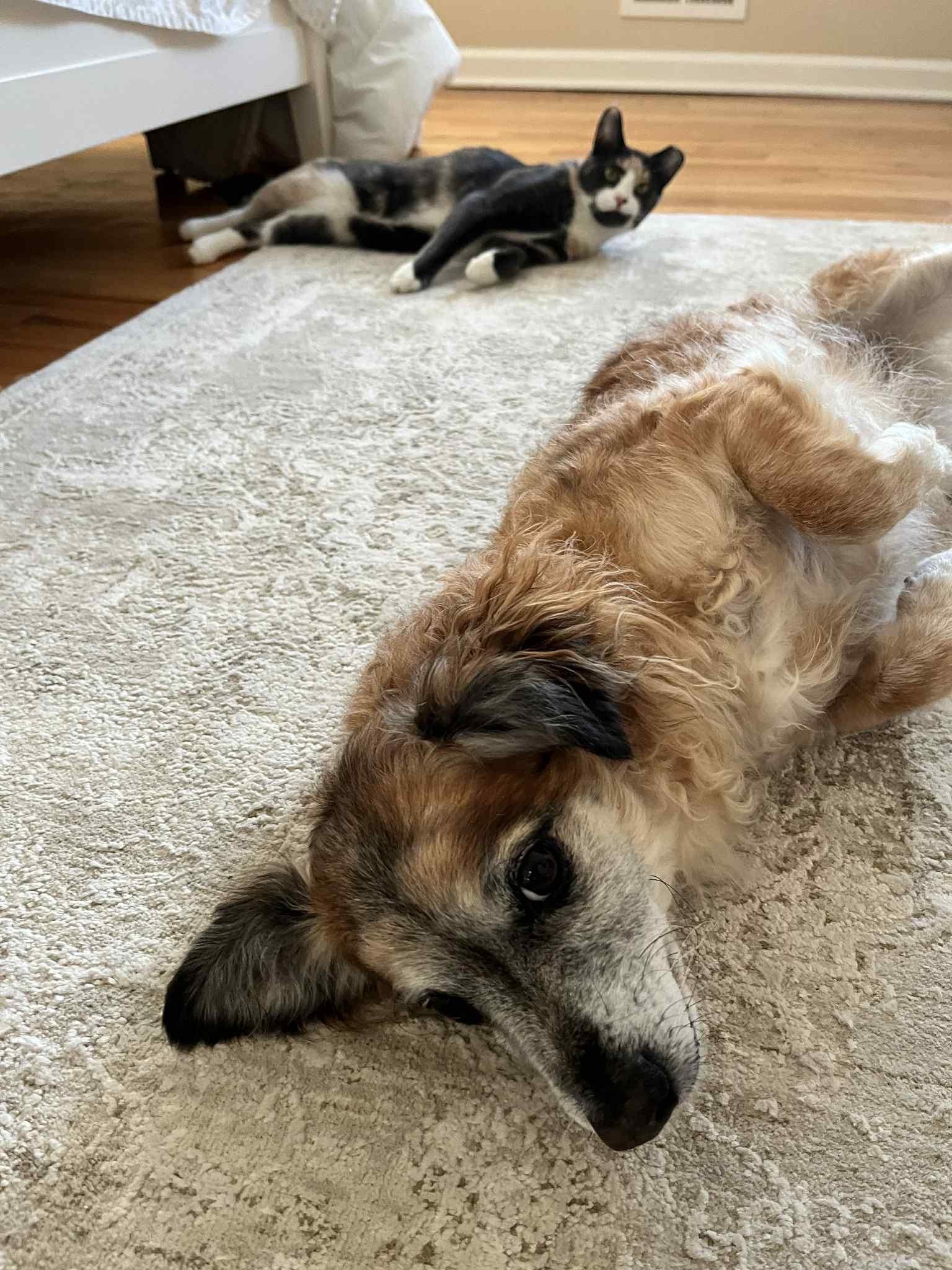 Enlarge Toonie- wonderful, little girl in foster but cannot stay there forever!!  Needs a HOME!, a Adoptable Domestic Short Hair in Lake Hopatcong, NJ image 5/5