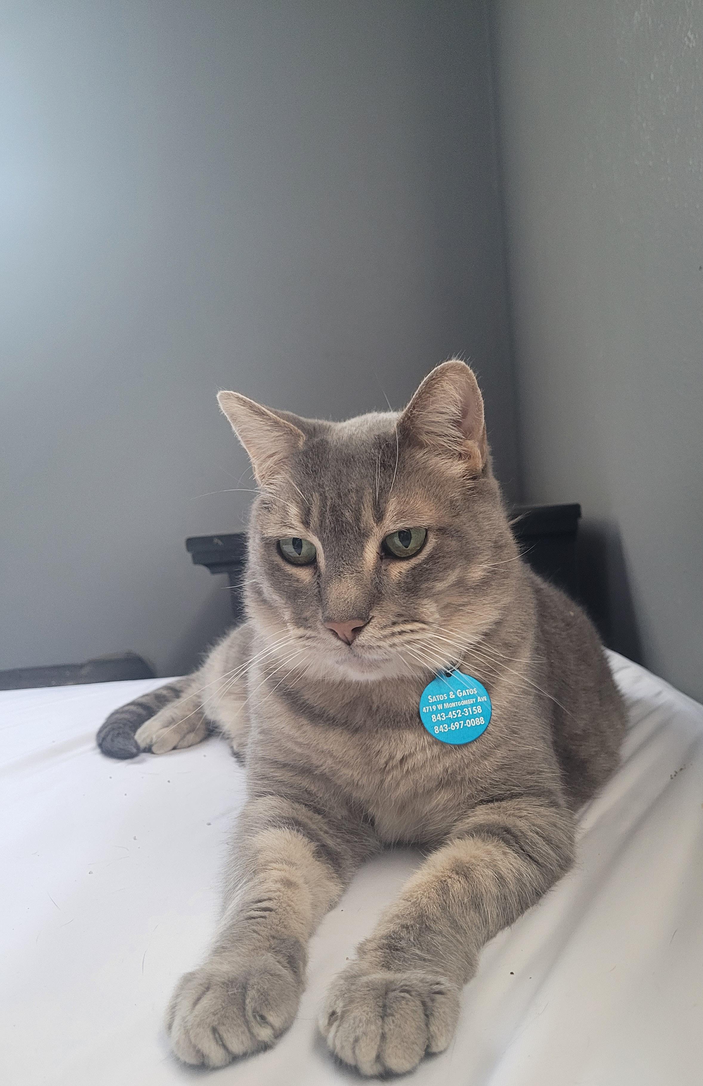 Mr Tom, Adoptable, Senior Male Domestic Short Hair.