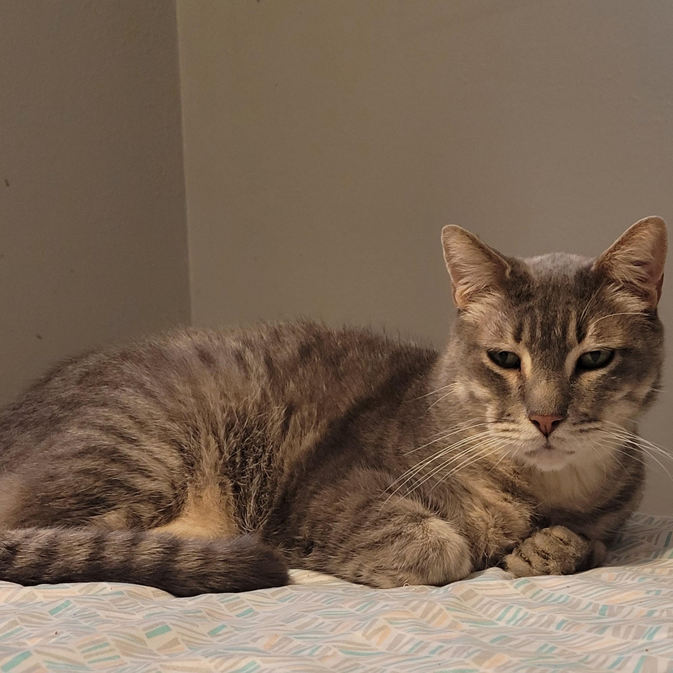 Enlarge Mr Tom, a Adoptable Domestic Short Hair in Tampa, FL image 3/3