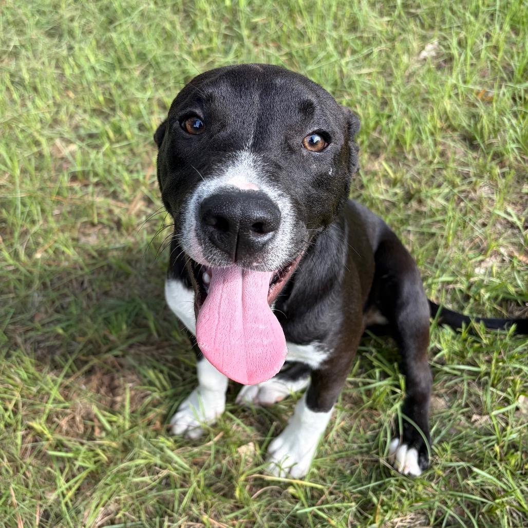 Gio, Adoptable, Young Male Mixed Breed.