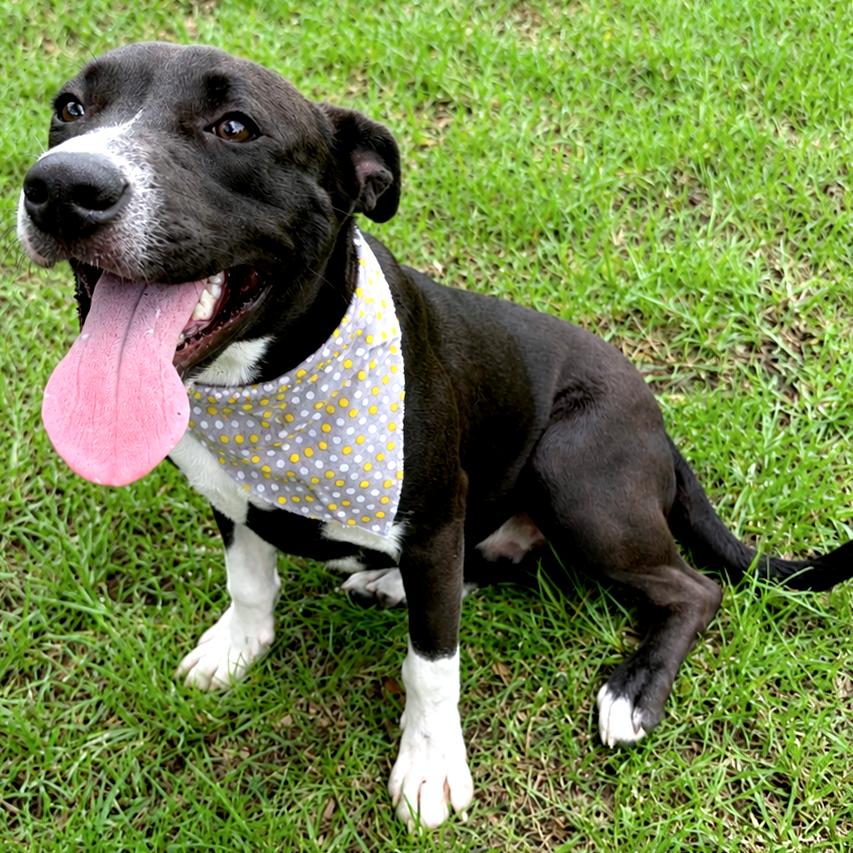 Enlarge Gio, a Adoptable Mixed Breed in Lufkin, TX image 2/6