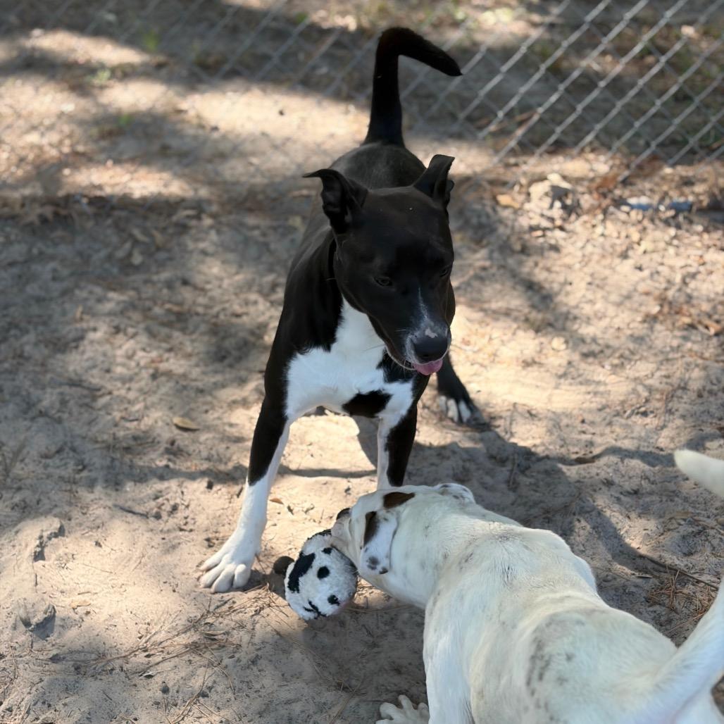 Enlarge Gio, a Adoptable Mixed Breed in Lufkin, TX image 3/6