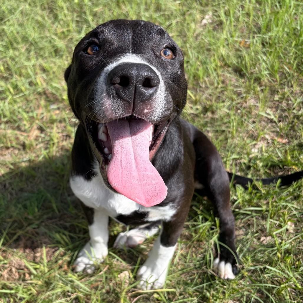 Enlarge Gio, a Adoptable Mixed Breed in Lufkin, TX image 4/6
