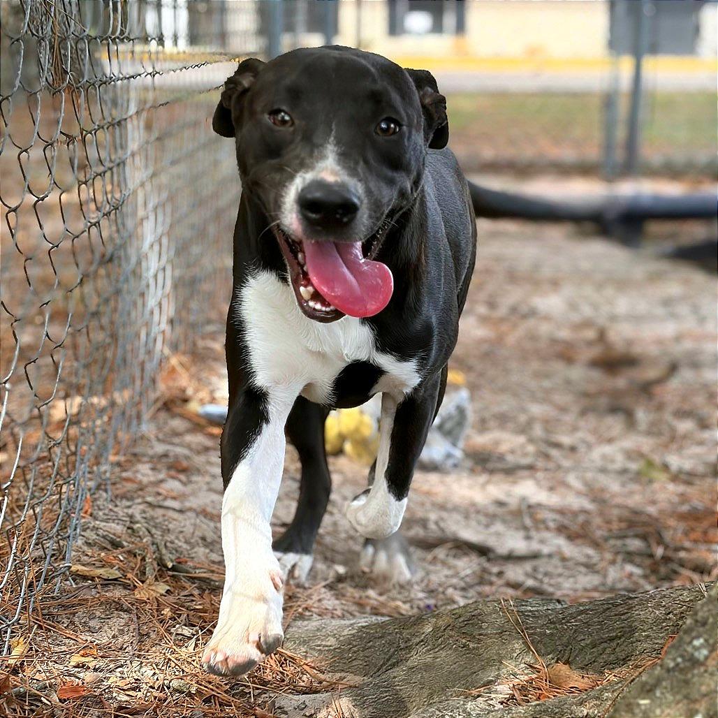 Enlarge Gio, a Adoptable Mixed Breed in Lufkin, TX image 5/6