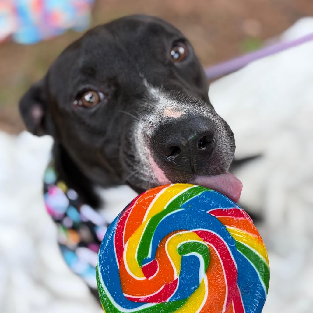 Enlarge Gio, a Adoptable Mixed Breed in Lufkin, TX image 6/6