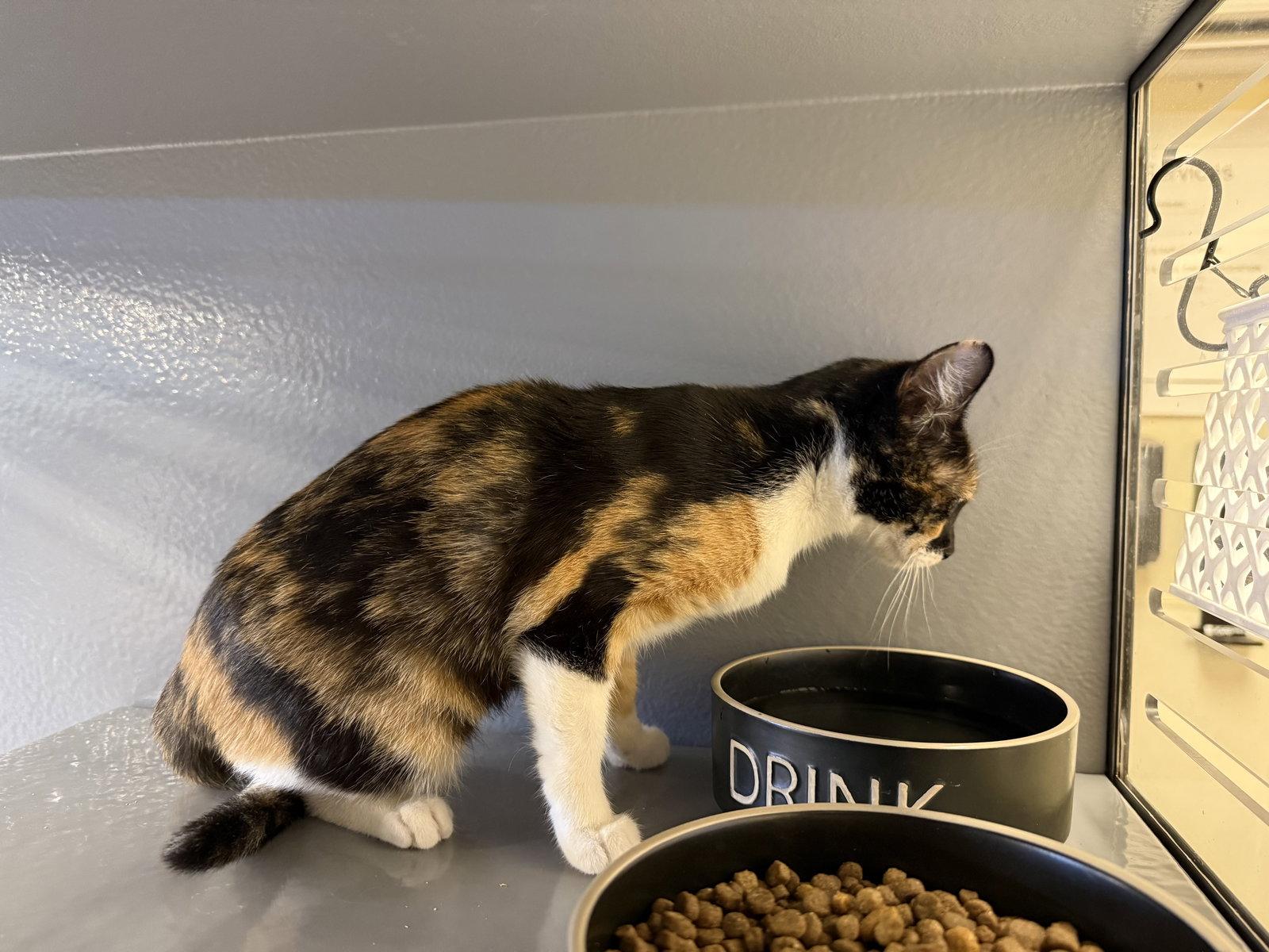 Lourdes, Adoptable, Young Female Calico & Domestic Short Hair.