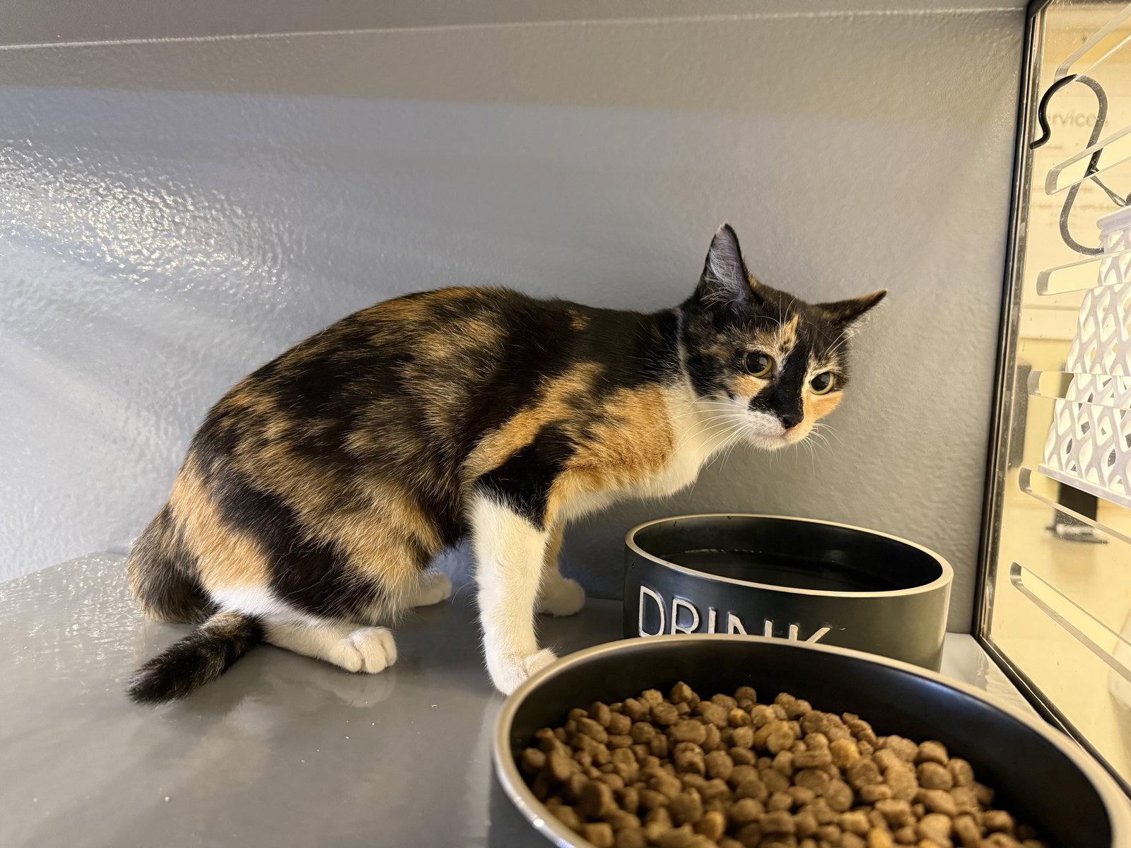 Enlarge Lourdes, a Adoptable mixed breed in Phoenix, AZ image 2/2