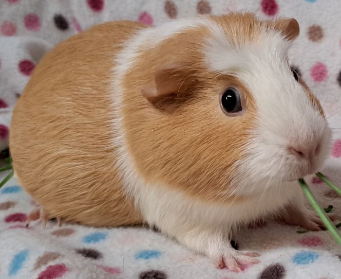 Guinea Pig for adoption Bruschetta, a Guinea Pig in Steger, IL