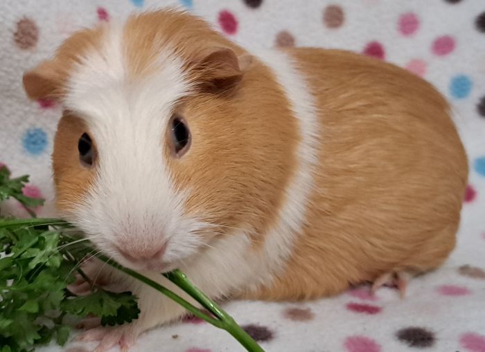 Guinea Pig for adoption Bruschetta, a Guinea Pig in Steger, IL