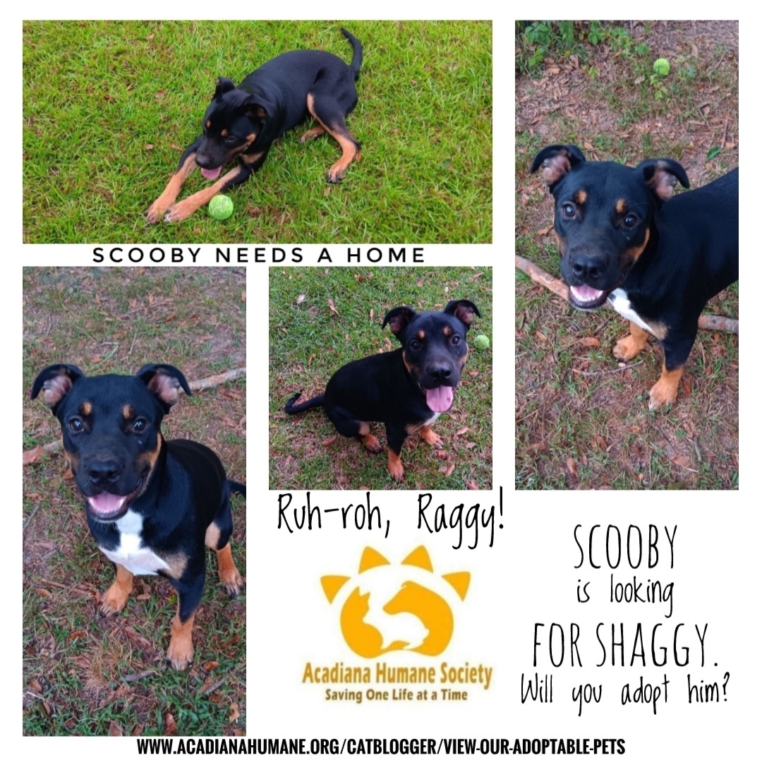 Scooby, a Adopted Rottweiler in Sunset, LA image 5/5