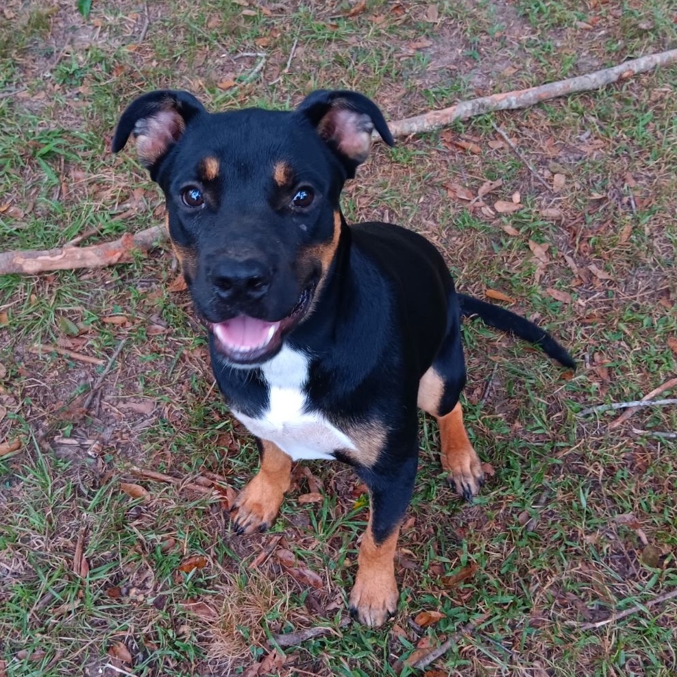Scooby, Adopted, Young Male Rottweiler.